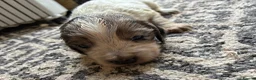 Cocker Spaniel dogs for sale: Beautiful Cocker spaniel puppies for sale  in Mansfield - Advert 25