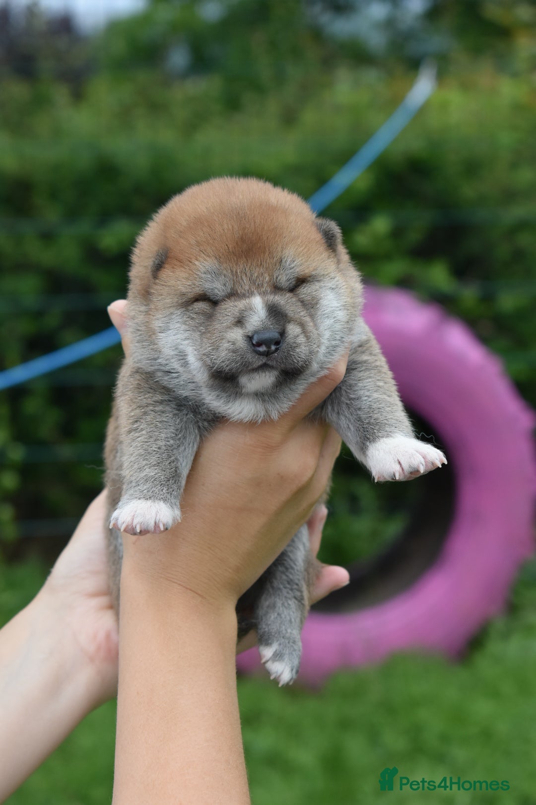 Japanese Shiba Inu dogs for sale: Beautiful Japanese Shiba Inu Puppies - Image 20