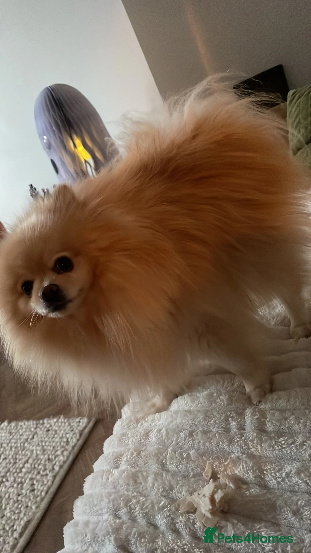 Pomeranian dogs for stud: Teddy cream KC register Pomeranian  - Advert 3