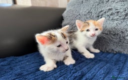 Mixed Breed cats for sale: Adorable Kittens Ready for Their Forever Homes!  - Image 3