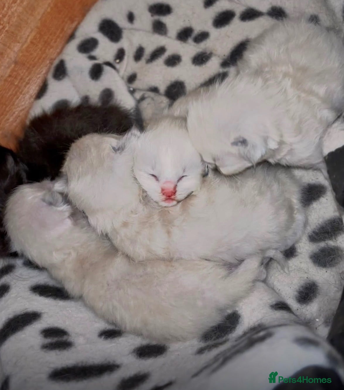 Ragdoll cats Ragdolls - cute and fluffy  - Advert 1