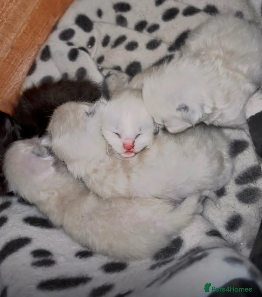 Ragdoll cats for sale: Ragdolls - cute and fluffy  - Advert 1