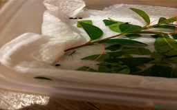 Stick Insects invertebrates for sale: Indian stick insects - Image 4