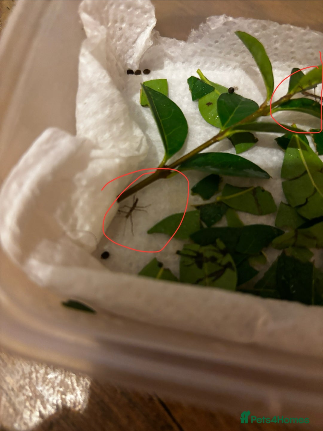 Stick Insects invertebrates for sale: Indian stick insects - Image 4