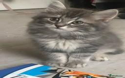 Scottish Fold cats for sale: STUNNING KITTENS FOR SALE! - Advert 14