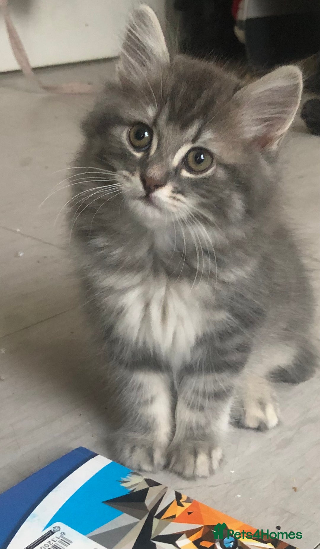 Scottish Fold cats for sale: STUNNING KITTENS FOR SALE! - Advert 14