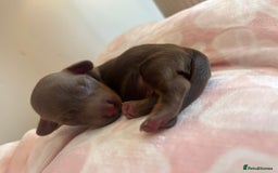 Miniature Dachshund dogs for sale: Miniture dashaund puppies long haired and dapple - Image 6