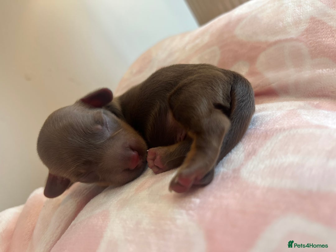 Miniature Dachshund dogs for sale: Miniture dashaund puppies long haired and dapple - Image 6
