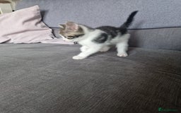 British Shorthair cats for sale: Six Gorgeous Kittens Available From Next Week - Image 25