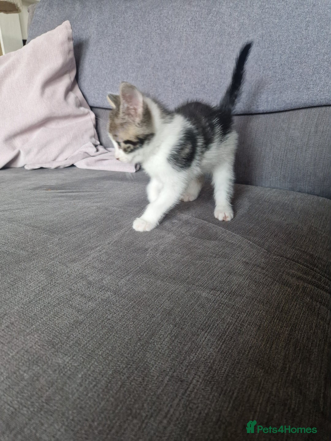 British Shorthair cats for sale: Six Gorgeous Kittens Available From Next Week - Image 25