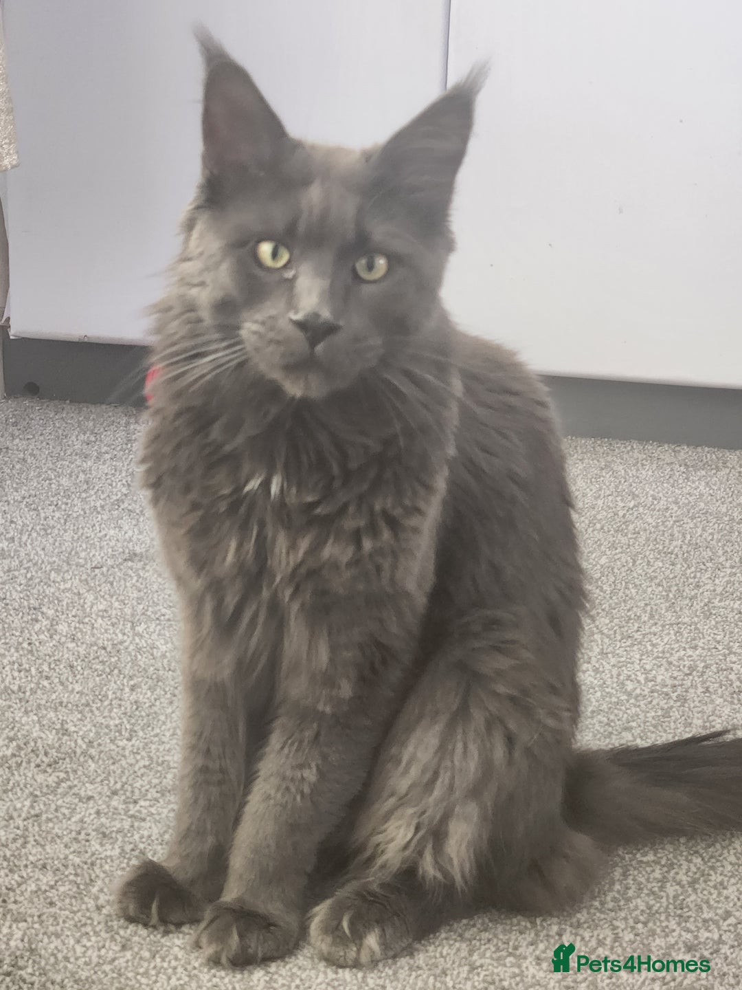 Maine Coon cats for sale: Beautiful Purebred maine coon kittens - Advert 3