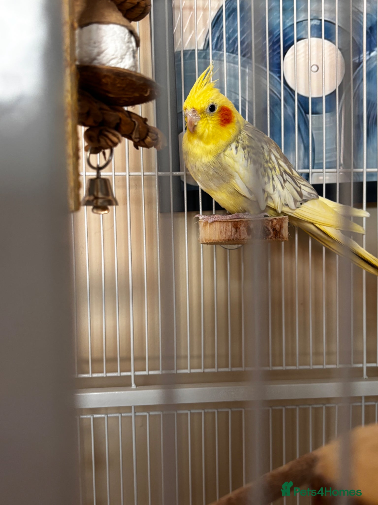 Cockatiels birds beautiful cockatiel with cage and everything  - Advert 1