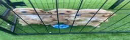 Maltipoo dogs for sale: All puppy’s now sold - Advert 16