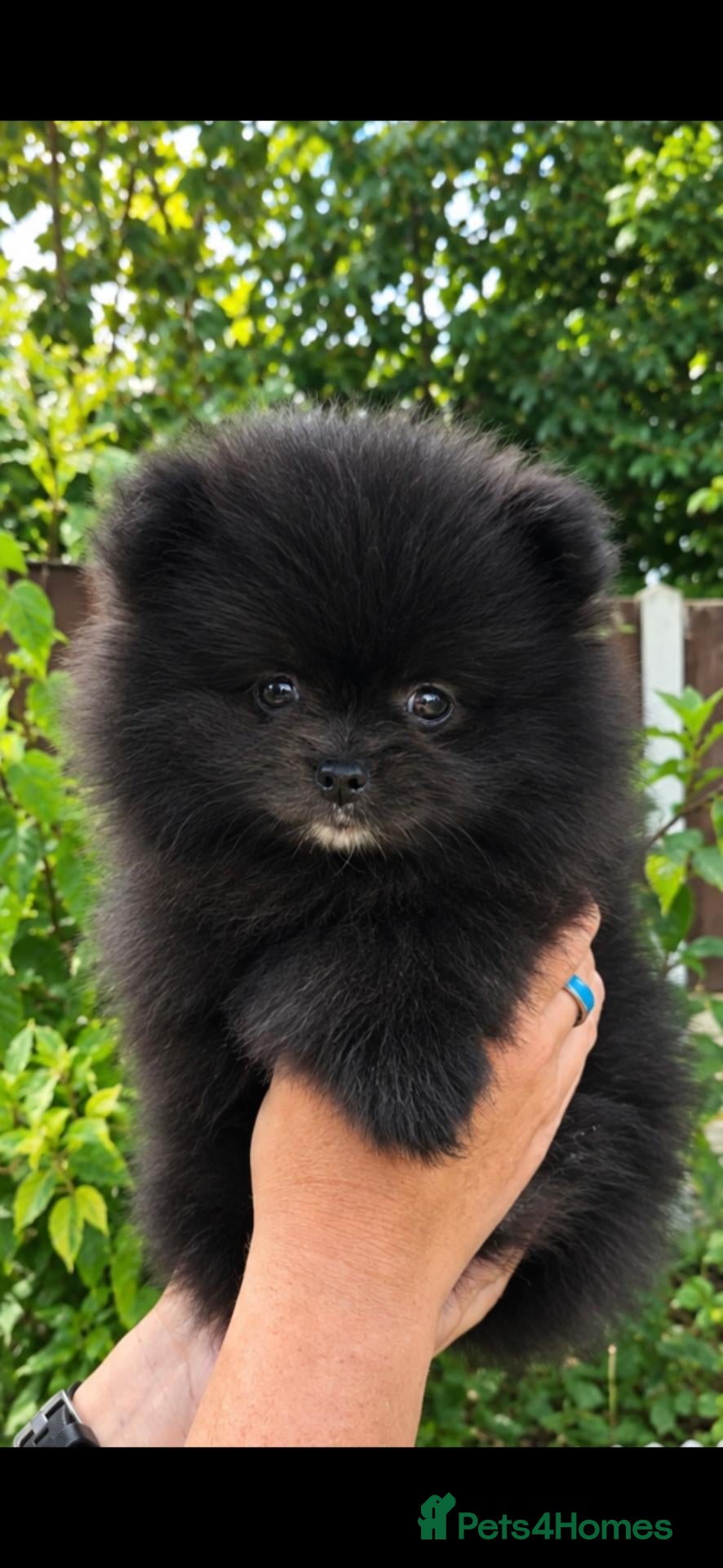Pomeranian dogs Beautiful Black Pomeranian looking for Loving Home - Advert 6