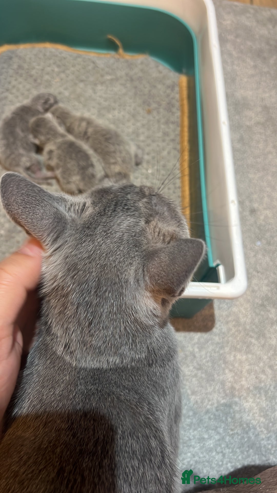 Russian Blue cats for sale: Adorable pure silver Russian blue kittens for sale - Image 7