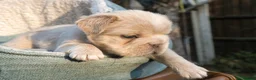 French Bulldog dogs for sale: RARE FLUFFY FRENCH BULLDOGS | 5KC REG | DNA CERT - Advert 10