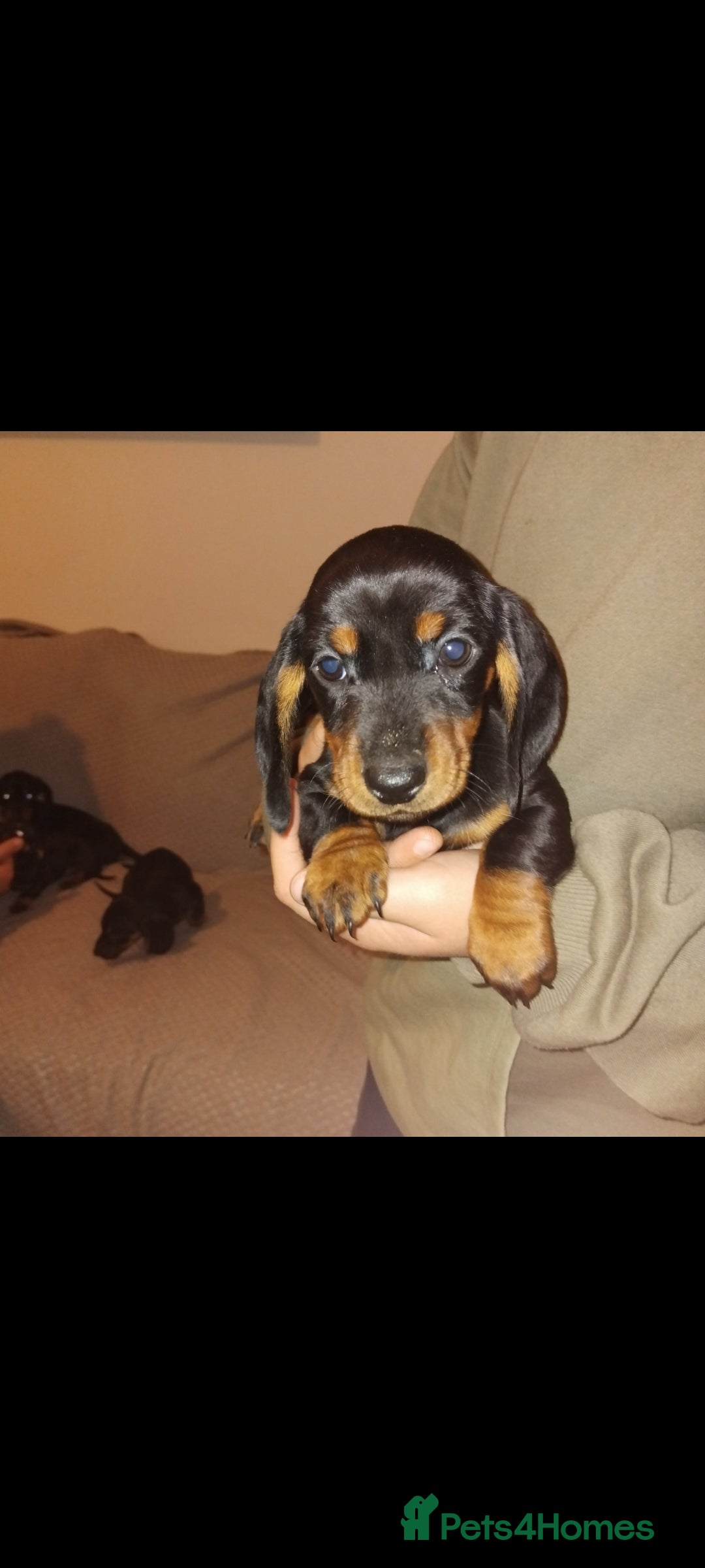 Dachshund dogs for sale: Dachshund puppies - Advert 12