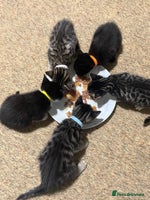 Mixed Breed cats - Advert 11