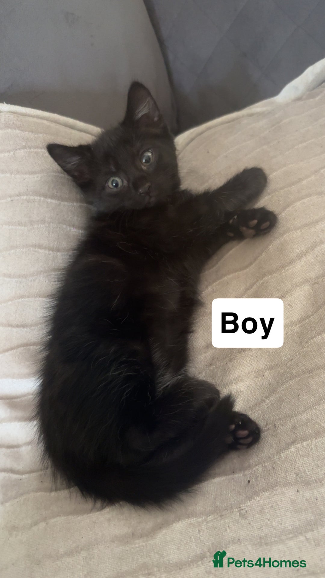 Mixed Breed cats for sale: Mixed breed  - Image 5
