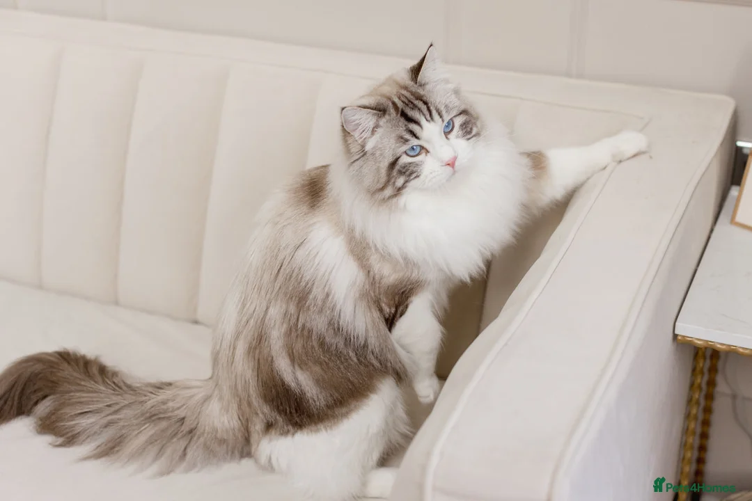 Ragdoll cats for stud: Limited time only Seal Lynx Bicolor Ragdoll (stud) - Advert 9