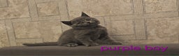 British Shorthair cats for sale: British Blue Shorthair kittens, GCCF pedigree - Advert 21