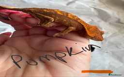 Gecko reptiles for sale: Baby crested geckos  - Image 5