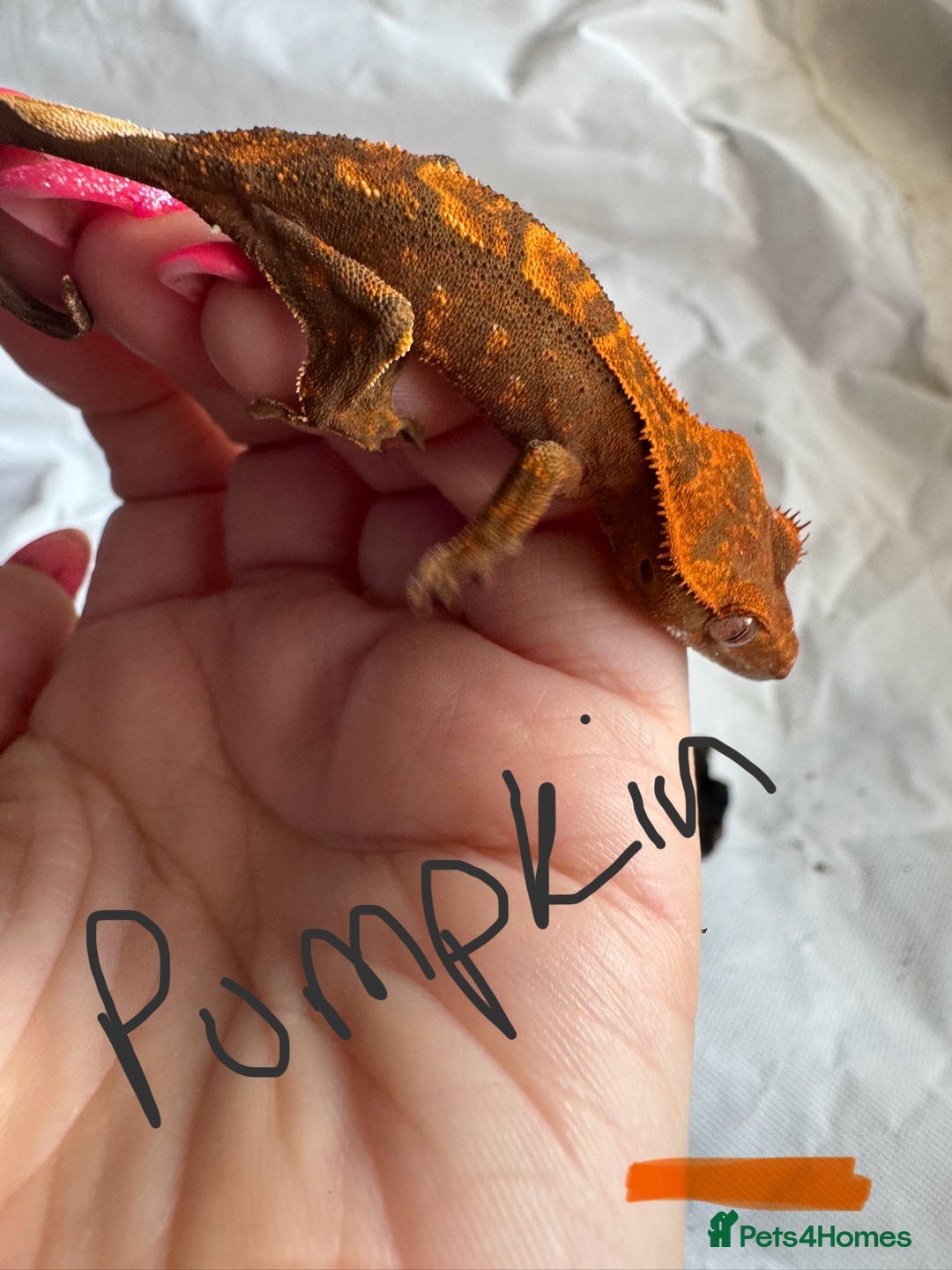 Gecko reptiles for sale: Baby crested geckos  - Image 5