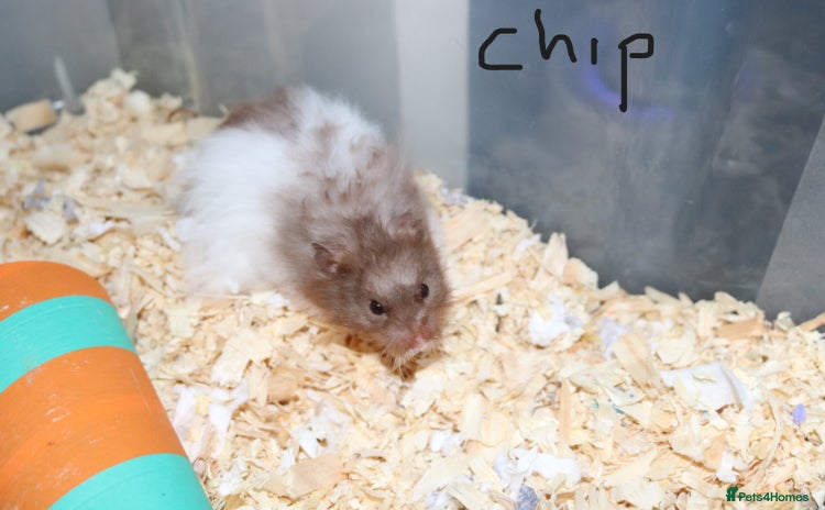 Hamster rodents - Advert 1