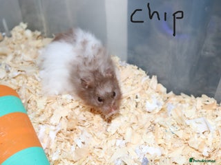 Hamster rodents - Advert 7