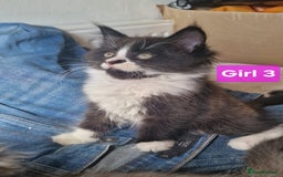 Maine Coon cats for sale: Gorgeous Half Maine Coon Boys and Girls  - Image 30