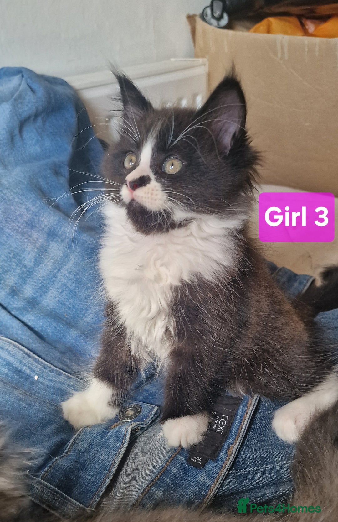 Maine Coon cats for sale: Gorgeous Half Maine Coon Boys and Girls  - Image 30