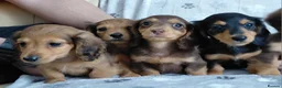 Miniature Dachshund dogs for sale: ✨️Available & Ready✨️3 Left✨️Longhaired Mini's✨️ - Advert 26