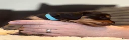 Miniature Dachshund dogs for sale: KC Registered Miniature Dachshund Puppies - Advert 4