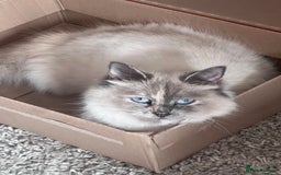 Birman cats for sale: Birman X  - Image 7