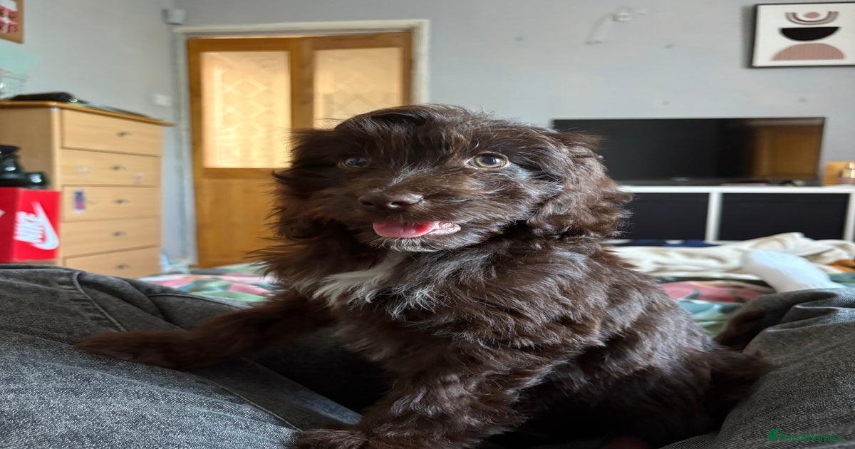 Cockapoo boy for sale for sale in Bristol | Pets4Homes