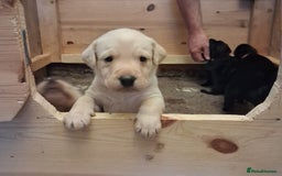 Labrador Retriever dogs for sale: Superb litter for working/competition/pet - Image 2