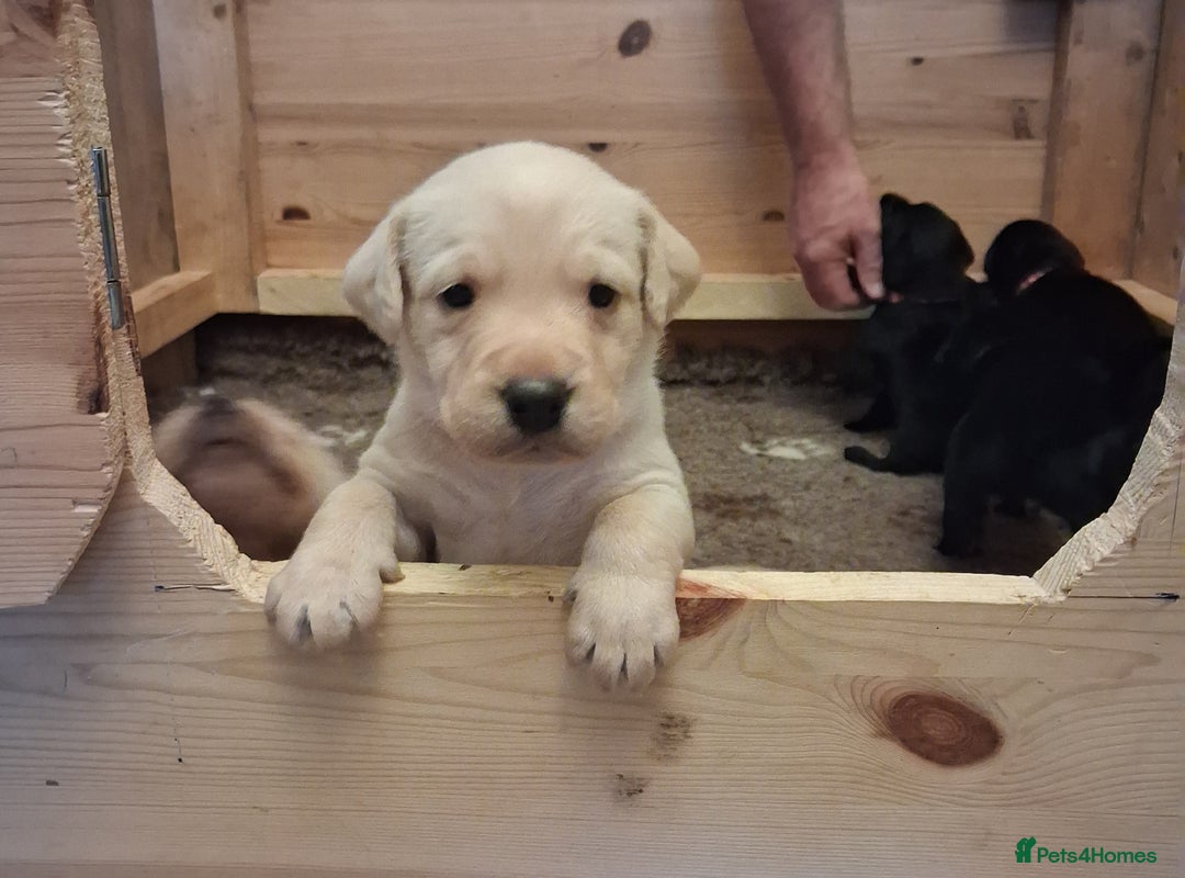 Labrador Retriever dogs for sale: Superb litter for working/competition/pet - Image 2