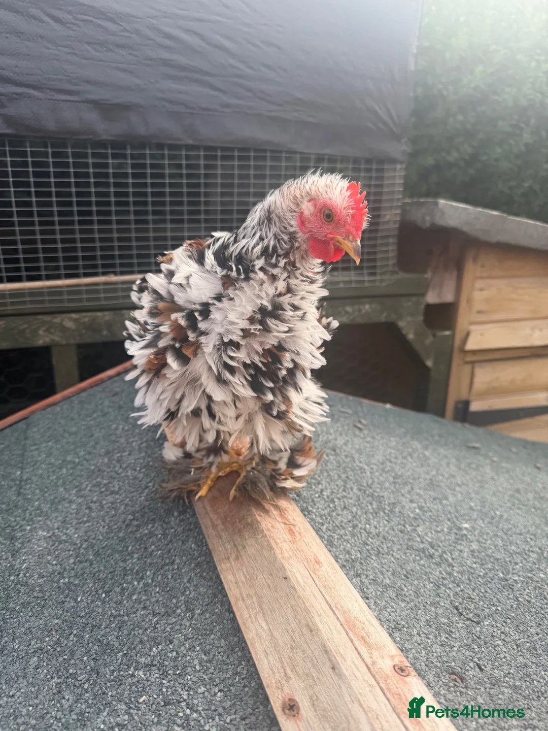 Chickens poultry for sale: Pekin bantam frizzle rooster  - Advert 2