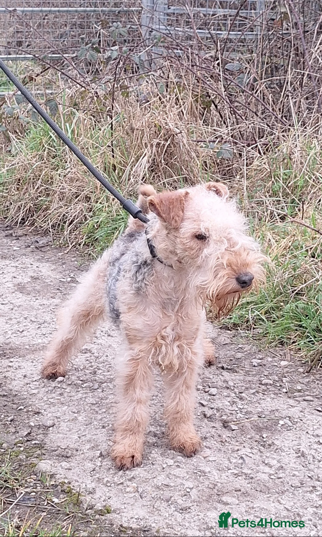 Lakeland Terrier dogs for sale: Lovely Young Lakeland looking for his forever home - Advert 2
