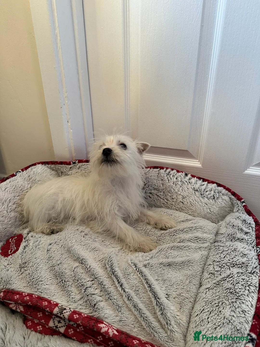 West Highland Terrier dogs for sale: Beautiful West highland terrier puppies  - Advert 8