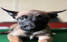 Belgian Shepherd Dog dogs for sale: Belgian Malinois puppy LILO - Image 5
