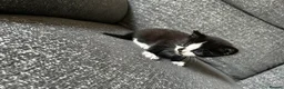 Mixed Breed cats for sale: 3 male kittens for sale  - Advert 5