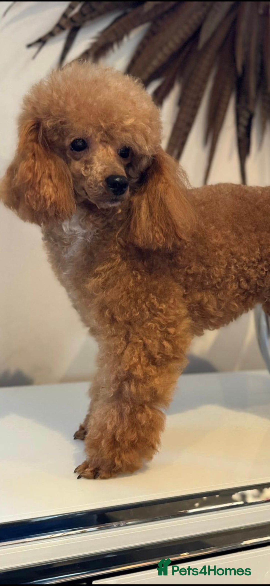 Toy Poodle dogs for stud: KC (FULLY HEALTH TESTED)RED TOY POODLE STUD in Galston - Advert 6