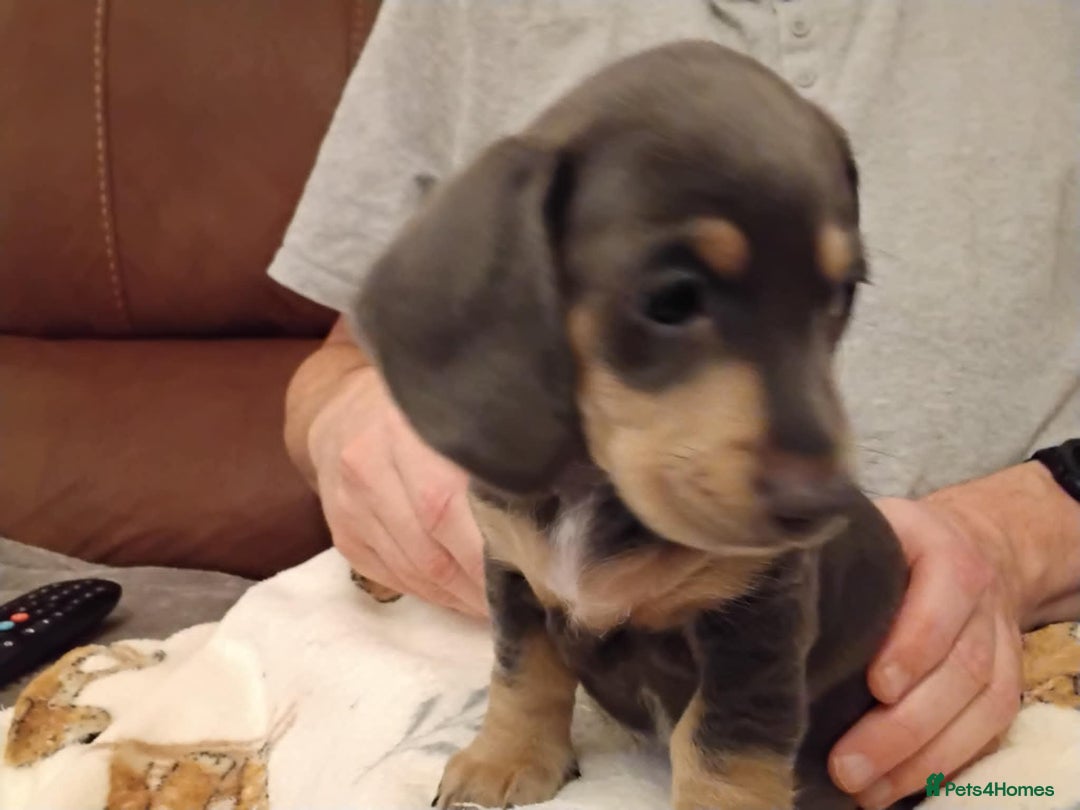 Dachshund dogs for sale: Mini dachshund puppies - Image 10