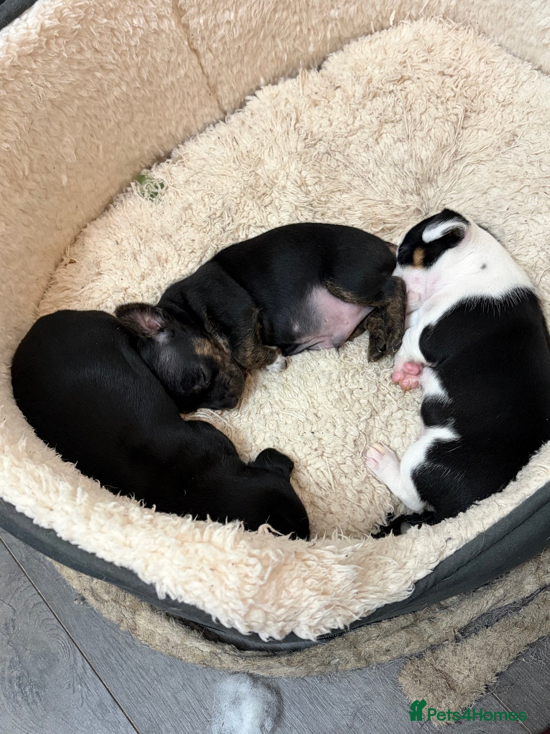 Mixed Breed dogs for sale: jackhuahua Pups - Image 3