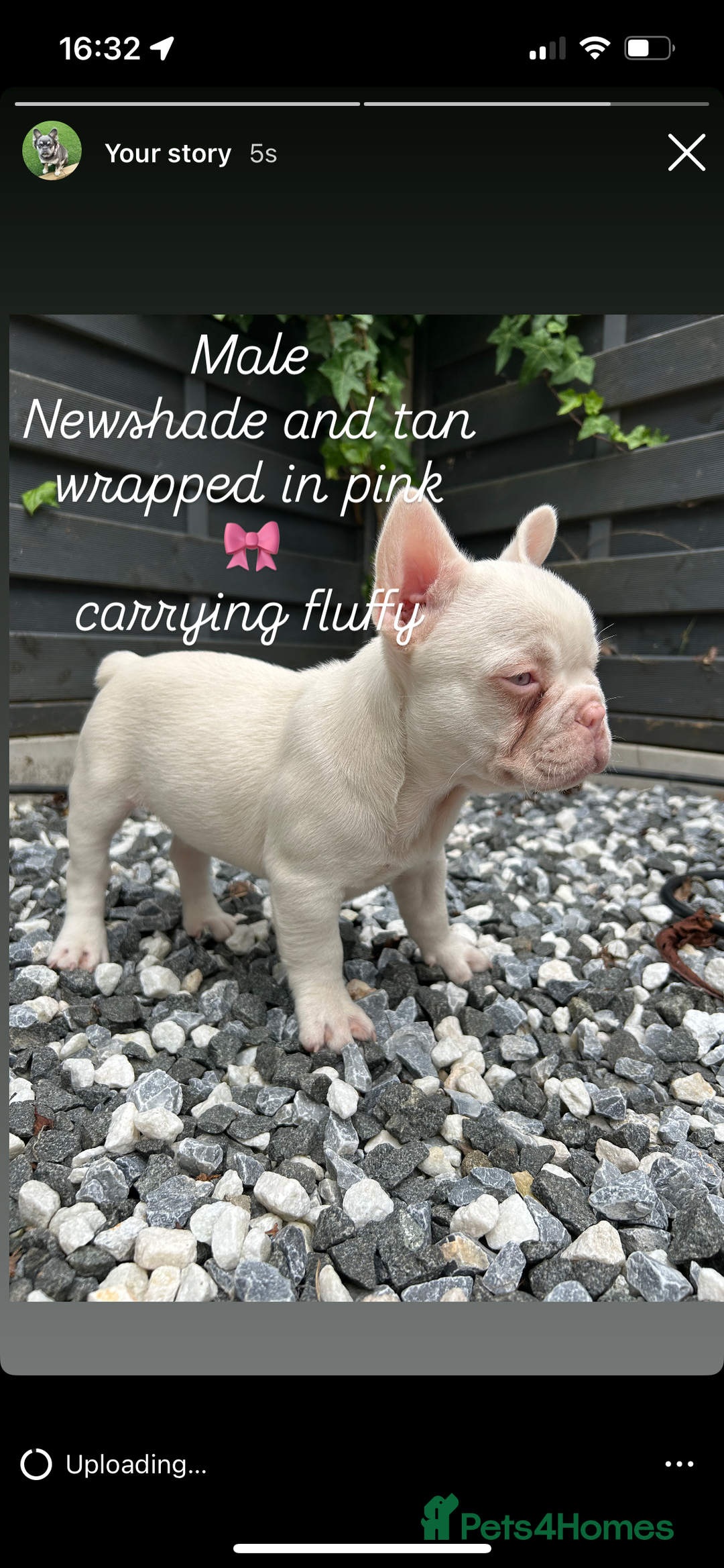 French Bulldog dogs for sale: Pink French bulldog puppies - Image 1