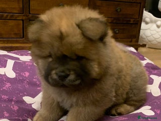 Chow Chow dogs Beautiful Male Chow Chow - Ready Now - Advert 1