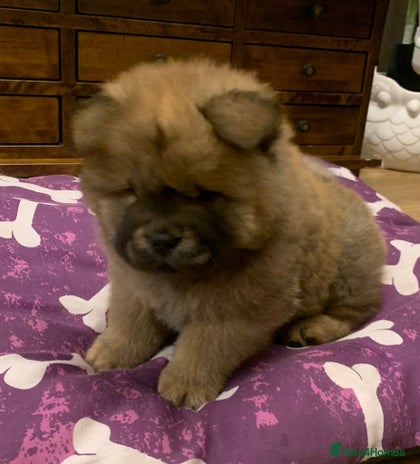 Chow Chow dogs Beautiful Male Chow Chow - Ready Now - Advert 1