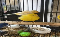 Parrots birds for sale: Available BIRDS/PARAKEETS/PARROTS  - Image 17