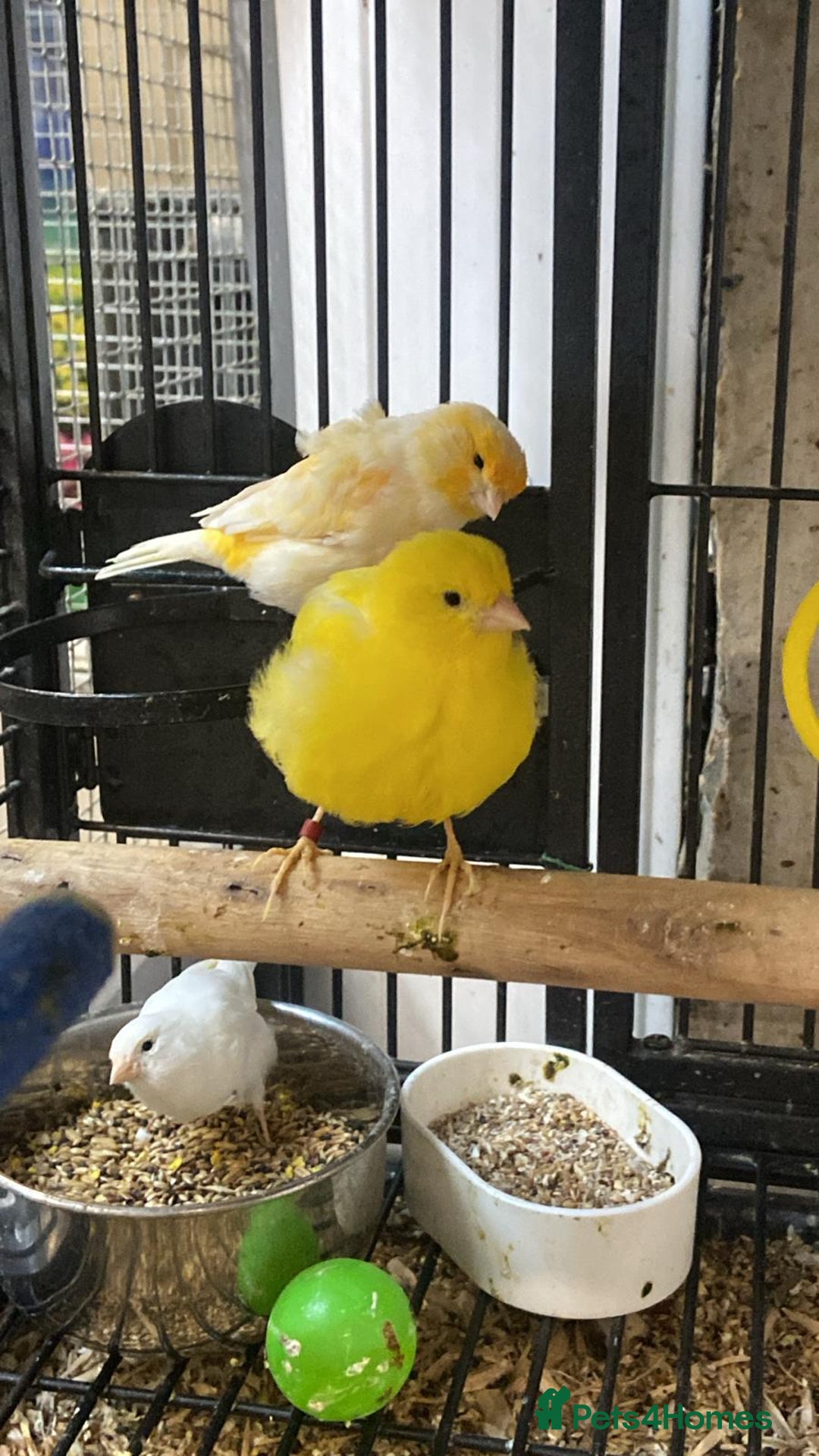 Parrots birds for sale: Available BIRDS/PARAKEETS/PARROTS  - Image 17